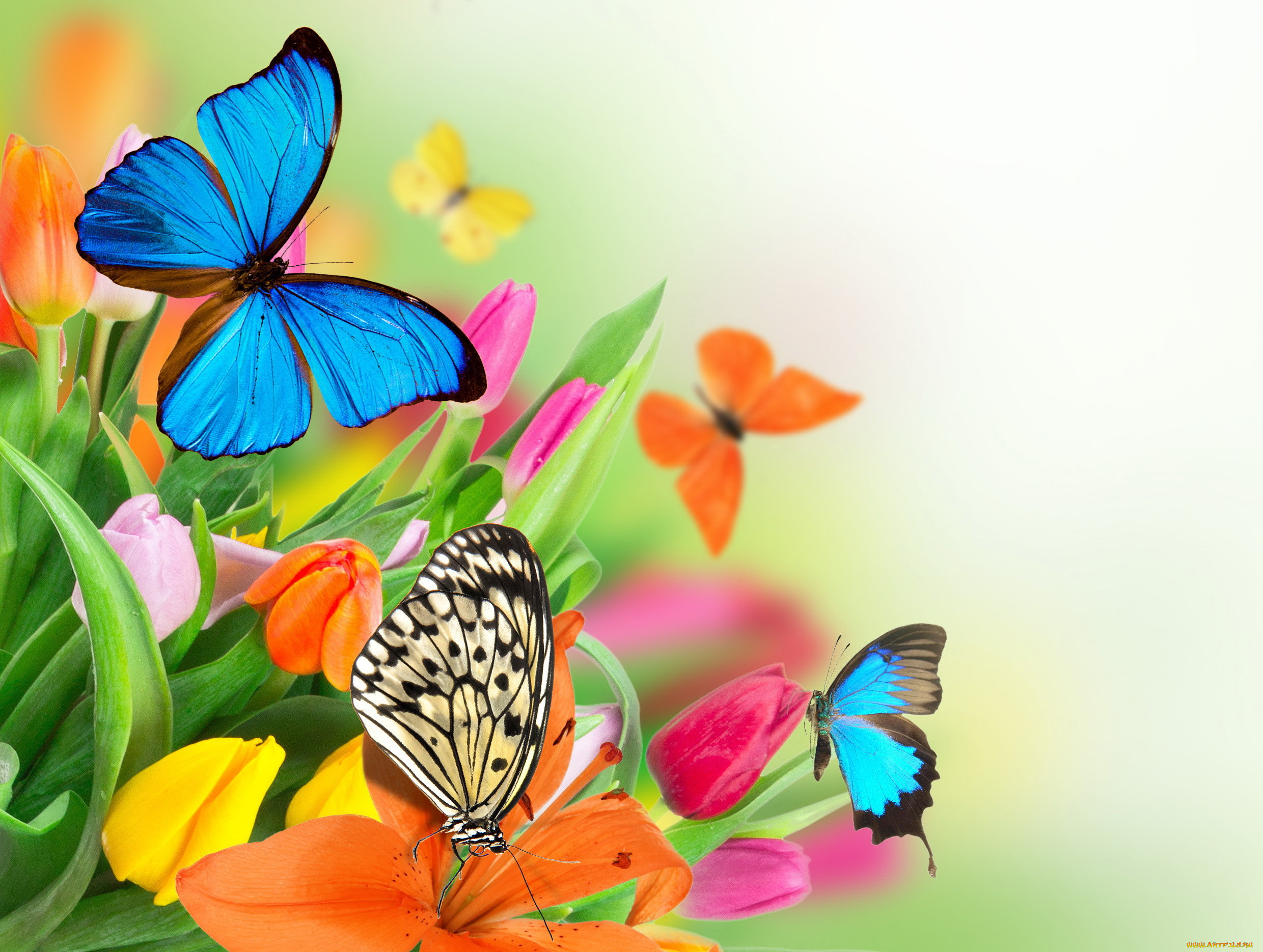 ,  , tulips, spring, butterflies, colorful, flowers, , , fresh, beautiful, , 